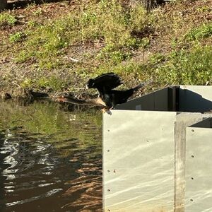 Woman vintage bomber jacket 80